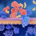 Methods for Producing Peptides: A Comprehensive Guide to Understanding Peptide Synthesis