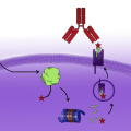 Peptide Combination Therapy for Improved Health and Well-Being