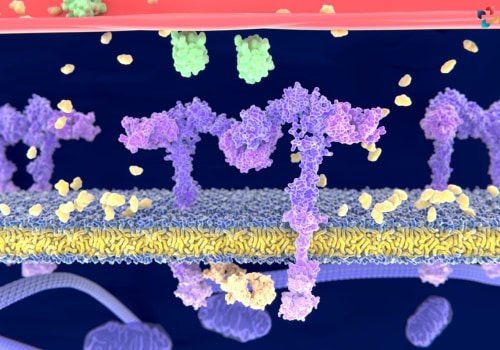 The Process of Peptide Synthesis: A Comprehensive Guide to Understanding Peptides